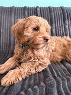 De Maltipoo Club, Dieren en Toebehoren, Honden | Chihuahua's en Gezelschapshonden, Rabiës (hondsdolheid), Overige rassen, 8 tot 15 weken