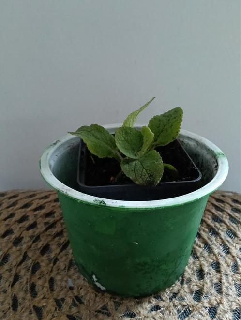 Vingerhoed. +++Ruil mij!!+++, Tuin en Terras, Planten | Tuinplanten, Volle zon, Zomer, Ophalen