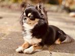Mega knappe Black and Tan Chihuahua dekreu met FCI stamboom, Parvo, Reu, Eén hond, 3 tot 5 jaar