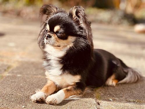 Mega knappe Black and Tan Chihuahua dekreu met FCI stamboom, Dieren en Toebehoren, Honden | Dekreuen, Reu, Particulier, Eén hond