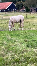 Welsh b jaarling merrie en welsh b hengstveulen met stamboom, Dieren en Toebehoren, Merrie, Gechipt, Springpony, 0 tot 2 jaar