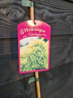 Limelight hortensia op stam, Tuin en Terras, Ophalen of Verzenden, Hortensia, Struik, 100 tot 250 cm