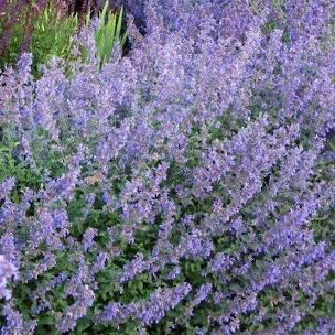 Nepeta faassenii, kattekruid, Tuin en Terras, Planten | Tuinplanten, Vaste plant, Bodembedekkers, Volle zon, Zomer, Ophalen