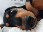 Lieve Teckel pup, Dieren en Toebehoren, 15 weken tot 1 jaar, Reu, CDV (hondenziekte), Korthaar