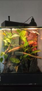 Terrarium 60-40-80, Dieren en Toebehoren, Reptielen en Amfibieën | Toebehoren, Ophalen, Zo goed als nieuw, Terrarium of Paludarium