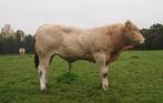 Blonde fokstier, Dieren en Toebehoren, Runderen, Mannelijk, 0 tot 2 jaar