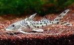 pimelodus pictus €12,50, Dieren en Toebehoren, Vissen | Aquariumvissen, Vis, Zoetwatervis