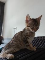 2 super lieve knappe kittens .30 maart geboren., Dieren en Toebehoren, Katten en Kittens | Raskatten | Korthaar, Poes