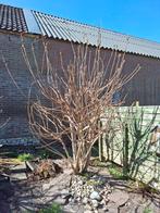 Azijnboom/fluweelboom, Tuin en Terras, Ophalen of Verzenden, Volle zon, Overige soorten