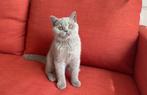 Prachtig Brits Korthaar kitten beschikbaar  / Britse, Dieren en Toebehoren, Katten en Kittens | Raskatten | Korthaar, Kater, Gechipt