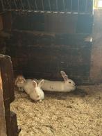 Super leuk drietal konijnen opzoek naar liefdevol huisje!, Vrouwelijk, Groot, Hangoor, 3 tot 5 jaar