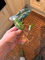 Alocasia frydek variegata in basicpon, Huis en Inrichting, Kamerplanten, Ophalen, Overige soorten, Halfschaduw, In pot