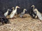 Jonge loopeenden, Dieren en Toebehoren, Pluimvee, Geslacht onbekend, Eend