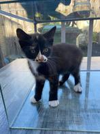 Kittens te koop, Dieren en Toebehoren, Meerdere dieren, Kortharig, 0 tot 2 jaar