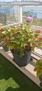 Prachtige Hortensia's in Pot, Tuin en Terras, Planten | Tuinplanten, Vaste plant, Halfschaduw, Zomer, Ophalen