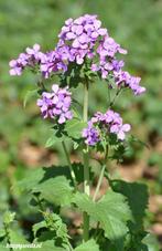 Zaden Lunaria annua (Judaspenning) paars, Halfschaduw, Voorjaar, Verzenden