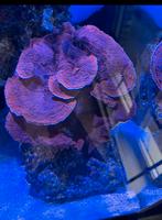 Montipora Rood koraal 20cm, Dieren en Toebehoren, Vissen | Aquariumvissen, Overige typen
