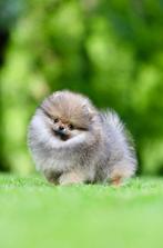 Pomeriaan | Pomeranian | Pup | FCI | Teefje | Dwergkees, Dieren en Toebehoren, Honden | Poolhonden, Keeshonden en Oertypen, 8 tot 15 weken