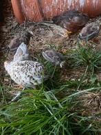 Kwartel chinese dwergkwartel, Meerdere dieren, Tropenvogel