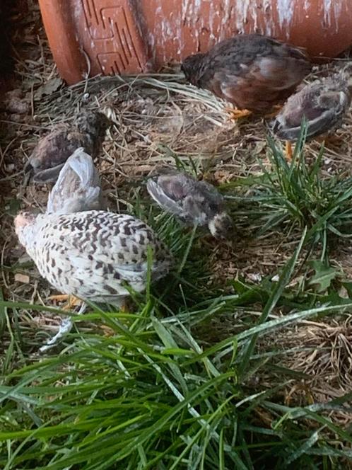 Kwartel chinese dwergkwartel, Dieren en Toebehoren, Vogels | Overige Vogels, Tropenvogel, Meerdere dieren