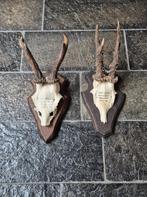 2 Mooie Ree geweien samen € 17.50 jacht hut mancave f5, Ophalen of Verzenden, Gebruikt, Hert, Gewei of Kop