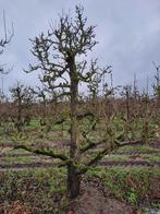 Fruitbomen, Tuin en Terras, Planten | Fruitbomen, Appelboom, Ophalen