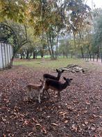 10 Herten te Koop, Arnhem, Dieren en Toebehoren, Mei, Meerdere dieren