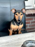 Verwacht! Jack russel black en tan pups!, Dieren en Toebehoren, Honden | Jack Russells en Terriërs, Jack Russell Terriër, 8 tot 15 weken
