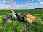 Jonge tamme Brahma kippen hennen gesekst en ingeënt, Dieren en Toebehoren, Pluimvee, Vrouwelijk, Kip