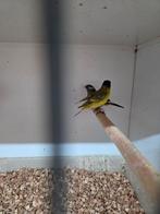 Zwartkop sijs pastel man, Dieren en Toebehoren, Vogels | Overige Vogels, Mannelijk, Wildzangvogel