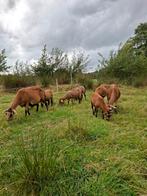 Barbados Black belly schapen, Dieren en Toebehoren, Schapen, Geiten en Varkens, Vrouwelijk, Schaap