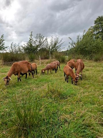 Barbados Black belly schapen  beschikbaar voor biedingen