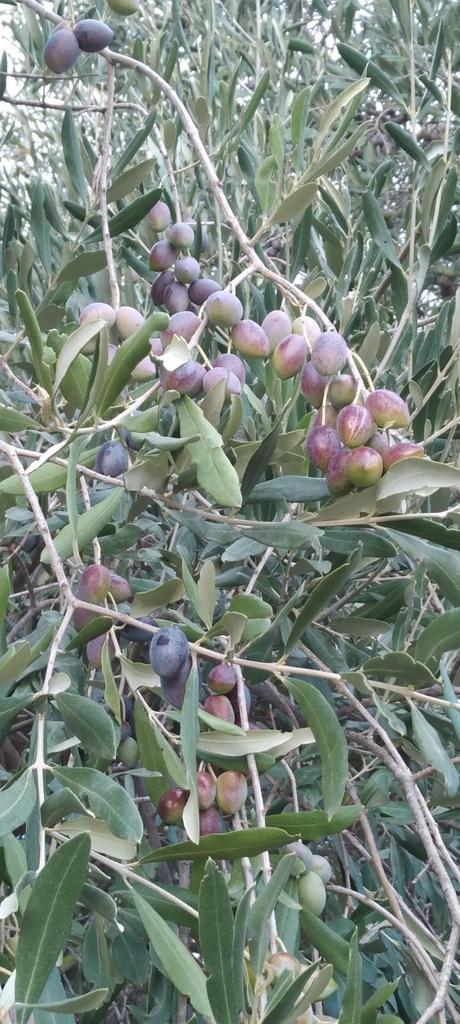 Olijfolie, Diversen, Levensmiddelen, Ophalen