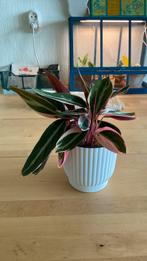 Stromanthe Triostar, Ophalen of Verzenden, Overige soorten, Minder dan 100 cm