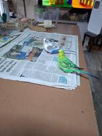kopel Grasparkietje vogel, Dieren en Toebehoren, Vogels | Parkieten en Papegaaien, Mannelijk, Parkiet, Pratend
