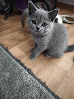 10 weeken british shorthair kittens!De katten zijn zindelijk, Meerdere dieren, Ontwormd, 6 jaar of ouder