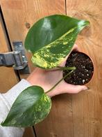 Monstera deliciosa variegata plant mint lemon halfmoon aurea, Huis en Inrichting, Kamerplanten, Ophalen of Verzenden, Halfschaduw