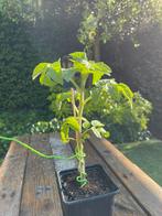 MOET NU WEG - 6x Tomatenplantjes, soort: Maja (Balkontomaat), Volle zon, Groenteplanten, Eenjarig, Ophalen of Verzenden