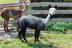 Hengst Alpaca, Dieren en Toebehoren, Juli, Mannelijk