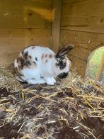 Rustig vrouwtjes konijn van 5 maanden., Dieren en Toebehoren, Konijnen, Vrouwelijk