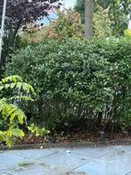 Laurustine struik (Viburnum tinus) Gratis Zelf Uitgraven!, Tuin en Terras, Planten | Struiken en Hagen, Ophalen, Laurier, Haag