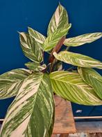 Calathea Princess Dayla Variegata p14 (2), Ophalen of Verzenden, Halfschaduw, Minder dan 100 cm