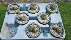 OPRUIMING  LOPHOPHORA CACTUS MOOIE POTTEN, Huis en Inrichting, Ophalen of Verzenden, Cactus, Volle zon, Minder dan 100 cm