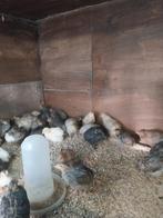 Jonge Japanse kwartels, Dieren en Toebehoren, Geslacht onbekend, Tropenvogel