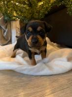 Moeder Pincher en zoon PincherXPitbull pup te koop!, Dieren en Toebehoren, Honden | Bulldogs, Pinschers en Molossers, 8 tot 15 weken