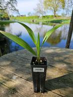 Chamaerops humilis -  Europese dwergpalm, Volle zon, Vaste plant, Lente, Ophalen