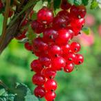 Te koop: grote aalbessenstruik, biologisch!, Ophalen, Volle zon, Vaste plant, Zomer