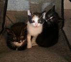 Kittens, Dieren en Toebehoren