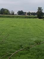 Gezocht gras op stam, Dieren en Toebehoren, Stalling en Weidegang