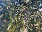 Verse Mistletoe (Maretak) voor een sfeervolle Kerst, Tuin en Terras, Planten | Tuinplanten, Overige soorten, Vaste plant, Ophalen of Verzenden